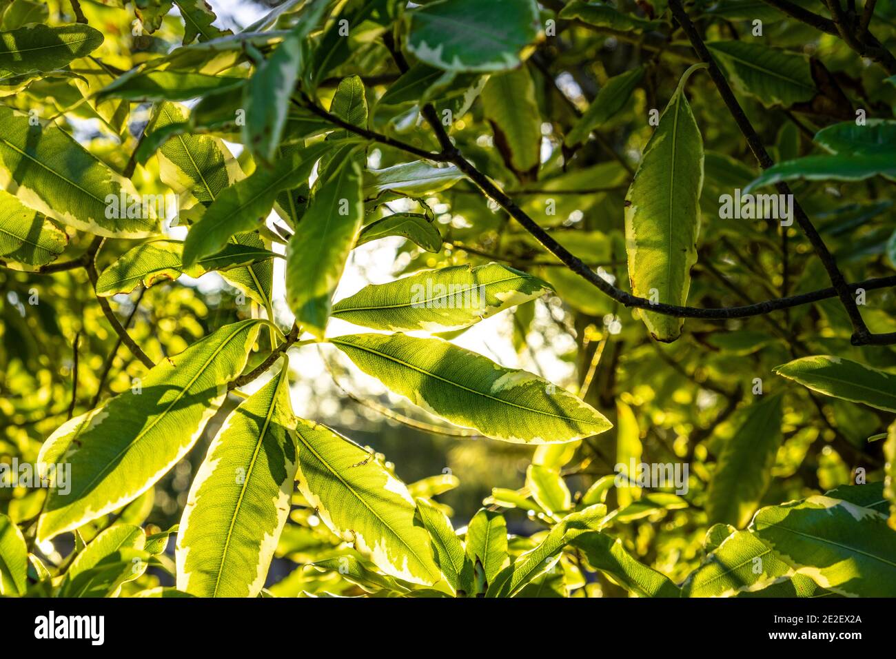 Soleil sur fond de feuilles vertes Banque D'Images