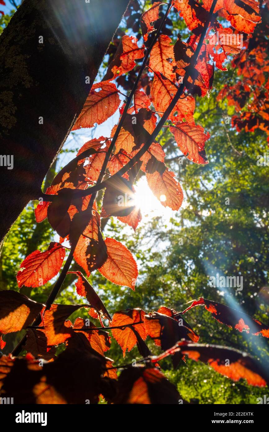 Le soleil raye à travers les feuilles rouges avec des reflets flens sur flou arrière-plan Banque D'Images