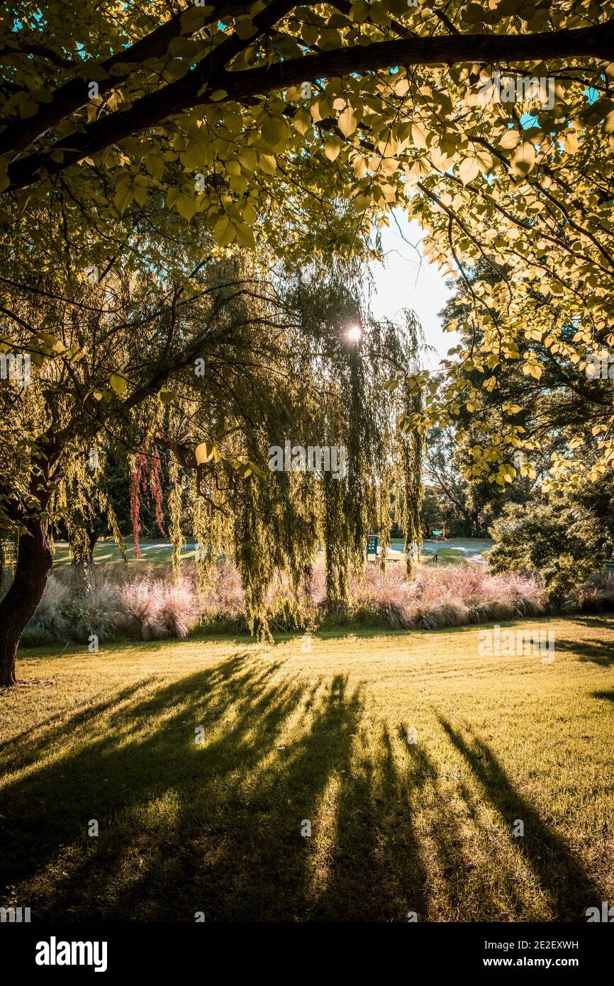 Soleil éclatant à travers la voûte arborescente avec de longues ombres sur le herbe Banque D'Images