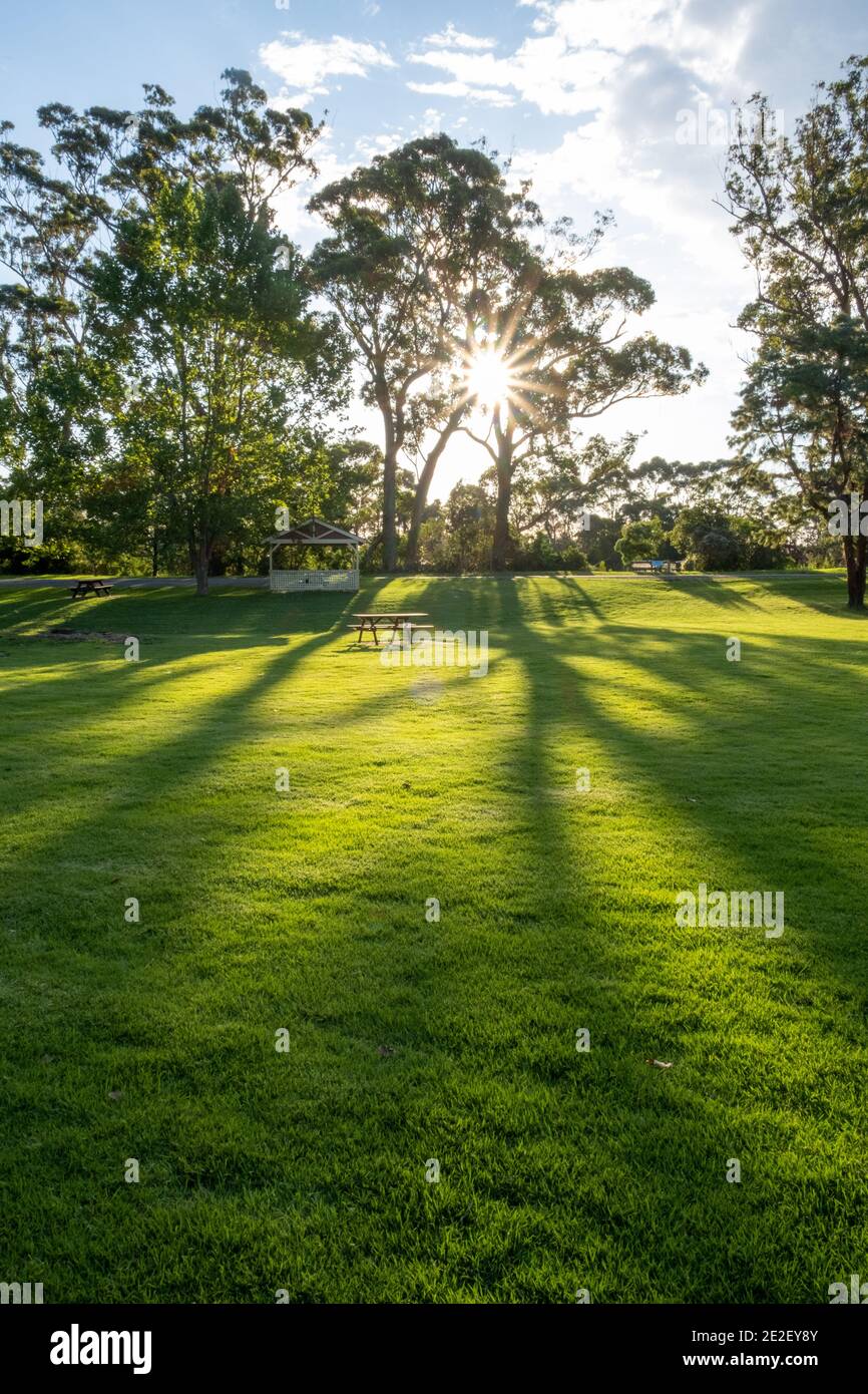 Soleil rayant à travers les arbres avec de longues ombres sur l'herbe verte et table de pique-nique à Orvost, Australie Banque D'Images