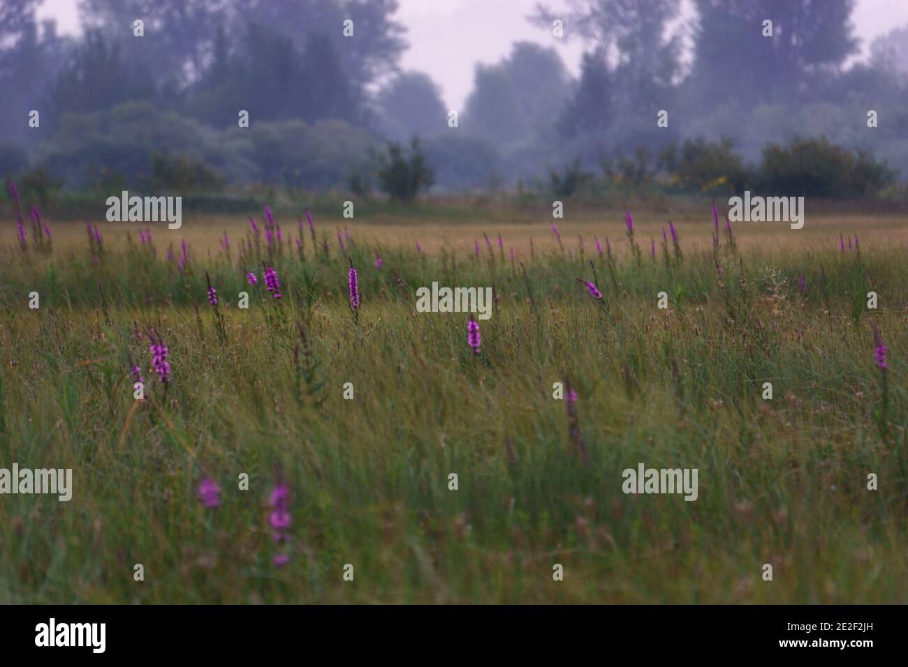 floraison pourpre de lythrum salicaria sur la prairie dans le milieu humide de Cerknisko jezero le matin Banque D'Images