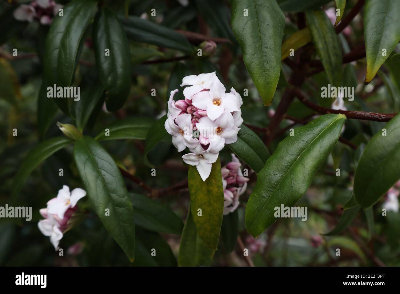 Daphne odora petits groupes de fleurs blanches très parfumées, janvier, Angleterre, Royaume-Uni Banque D'Images