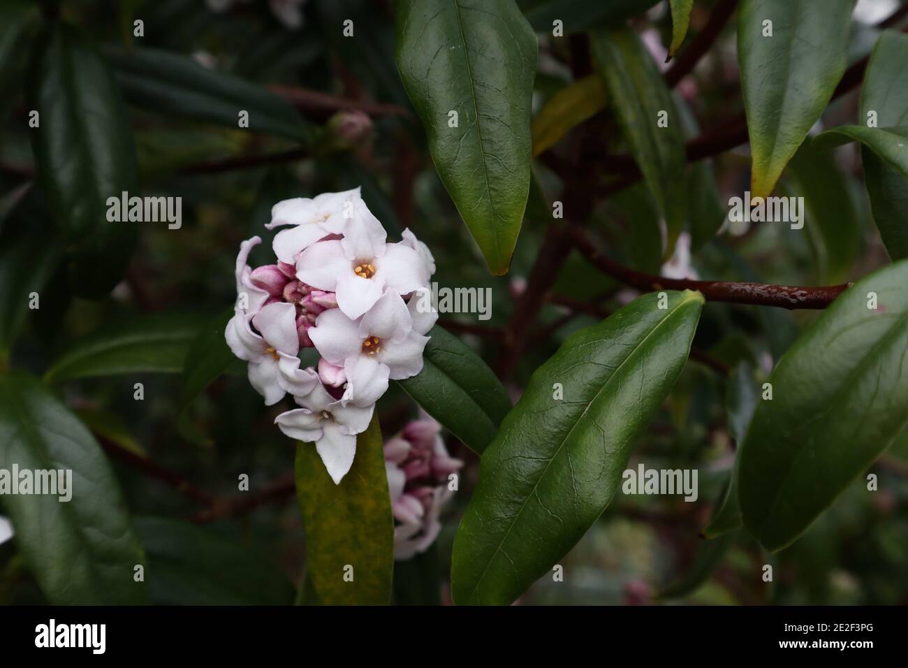 Daphne odora petits groupes de fleurs blanches très parfumées, janvier, Angleterre, Royaume-Uni Banque D'Images