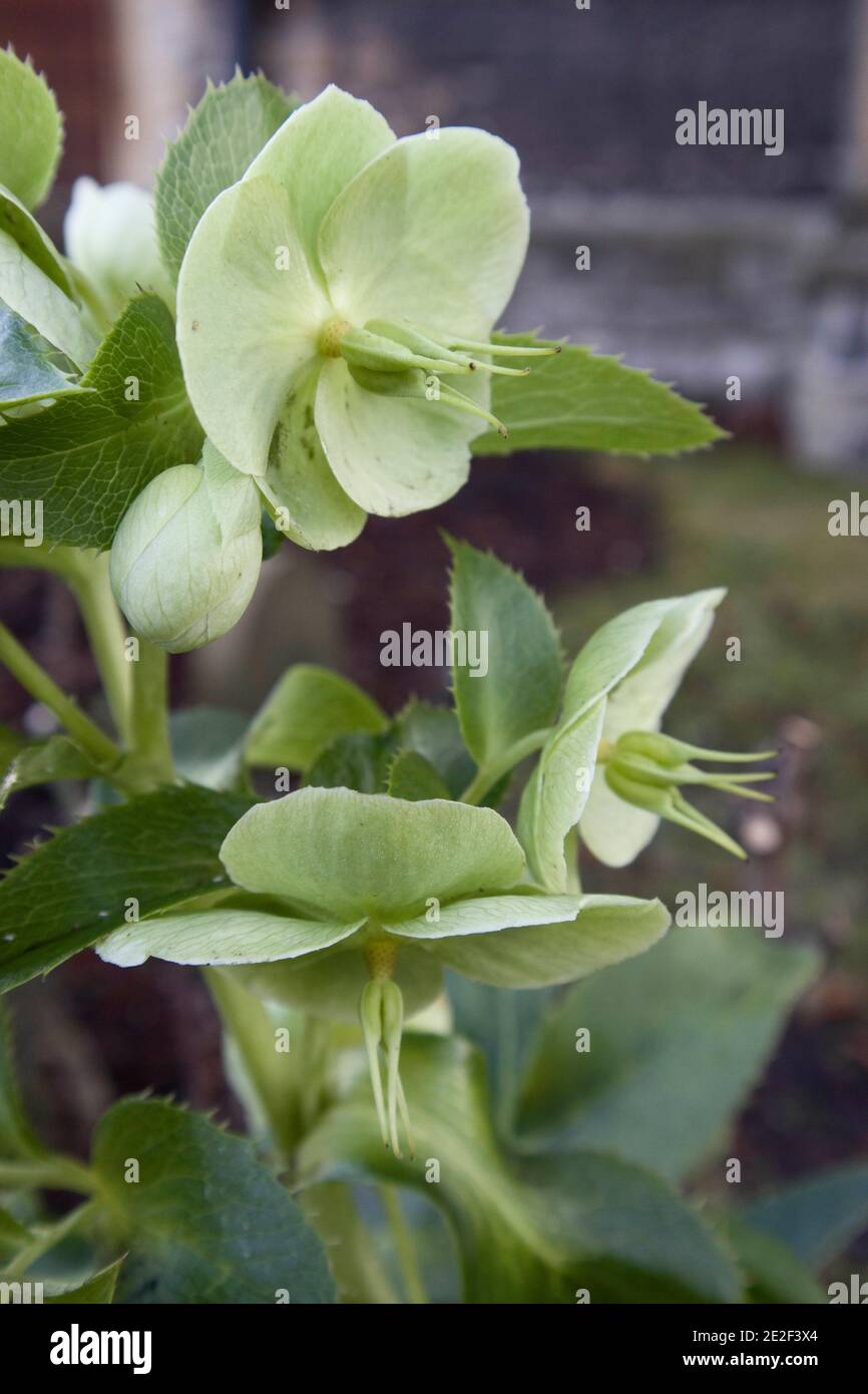Helleborus argutifolius hellebore laqué – fleurs vert pâle en grappes ouvertes, janvier, Angleterre, Royaume-Uni Banque D'Images