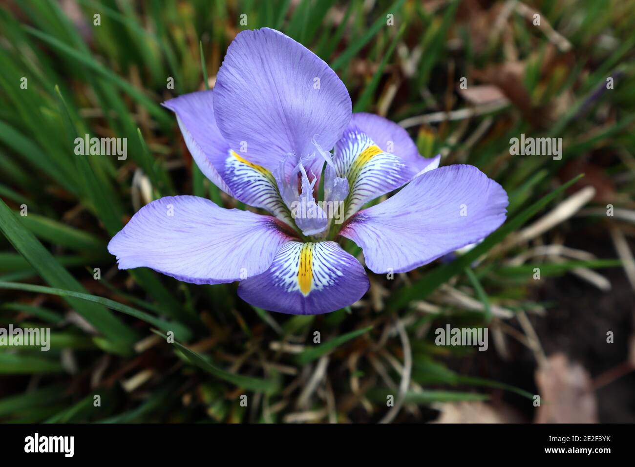 Iris unguicularis iris algérien – iris d'hiver lilas-lavande avec bandes jaunes, janvier, Angleterre, Royaume-Uni Banque D'Images