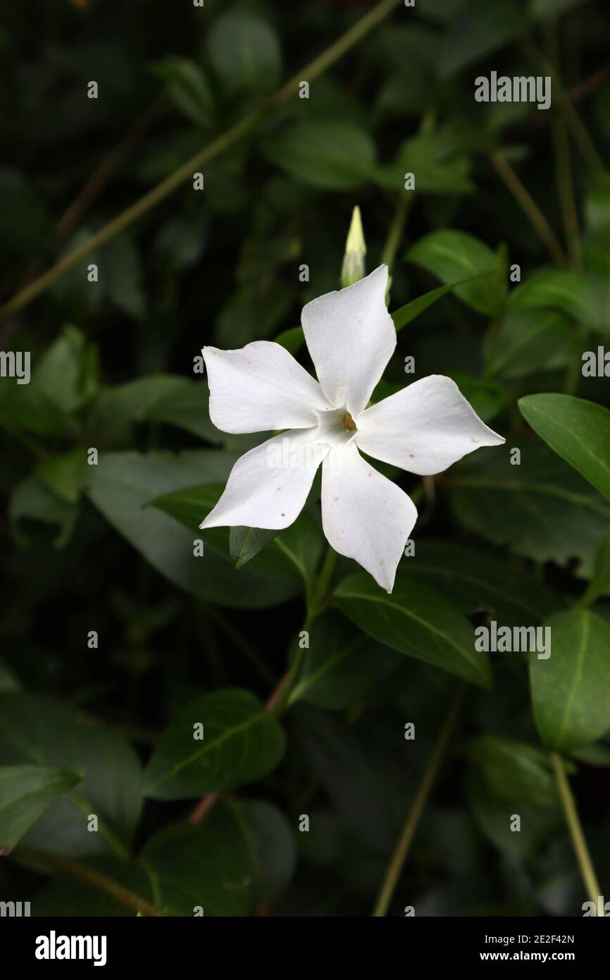 Vinca difformis subsp. Sardoa alba periwinkle intermédiaire sarde – fleurs blanches en forme d'étoile avec pétales pointés, janvier, Angleterre, Royaume-Uni Banque D'Images