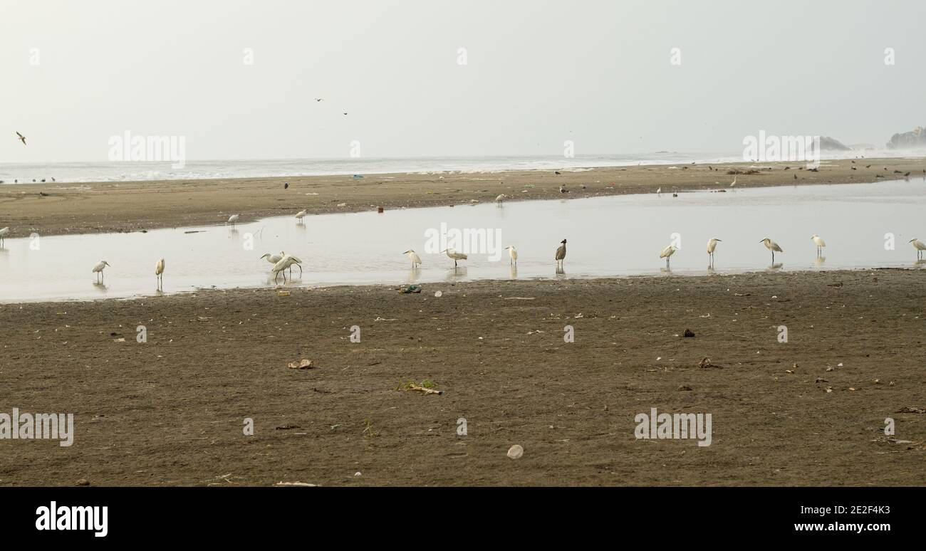 Plage de sable avec des oiseaux sauvages garzas sur le lac Banque D'Images