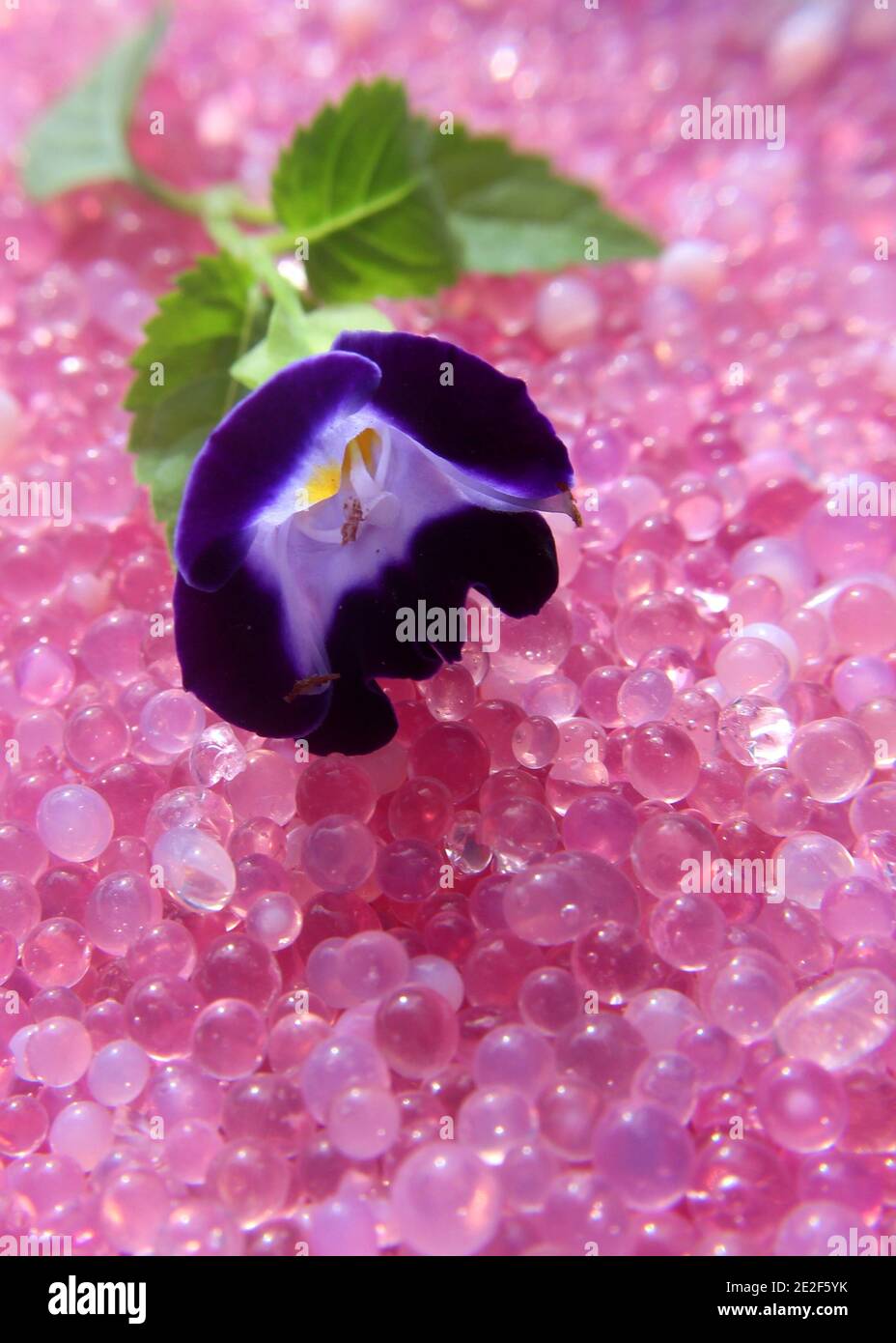 Belle fleur rouge - bleu sur rose couleur an hydratez les cristaux de gel de silice Banque D'Images