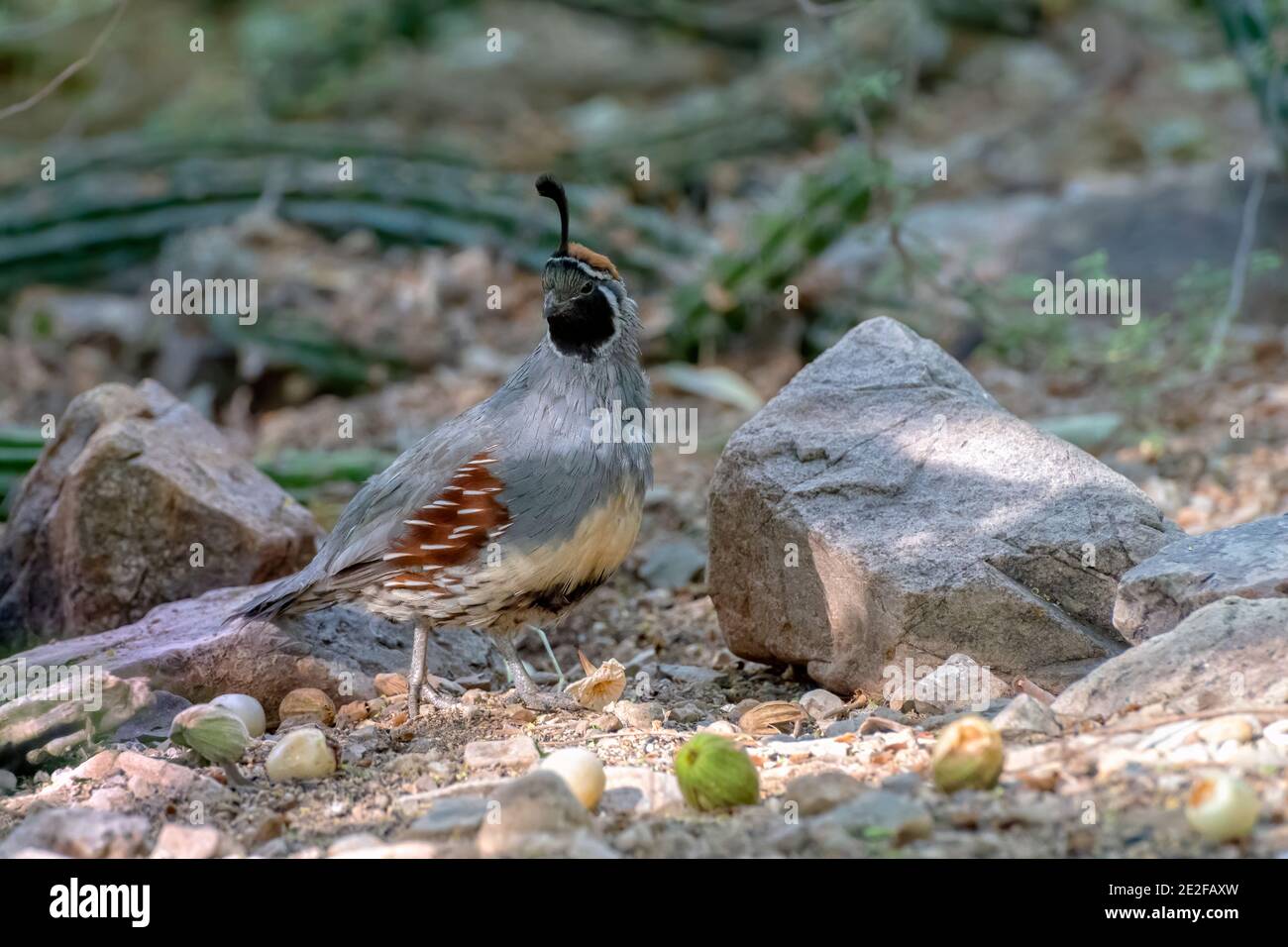 Quail de Gambel masculin dans le désert d'Arizona Banque D'Images