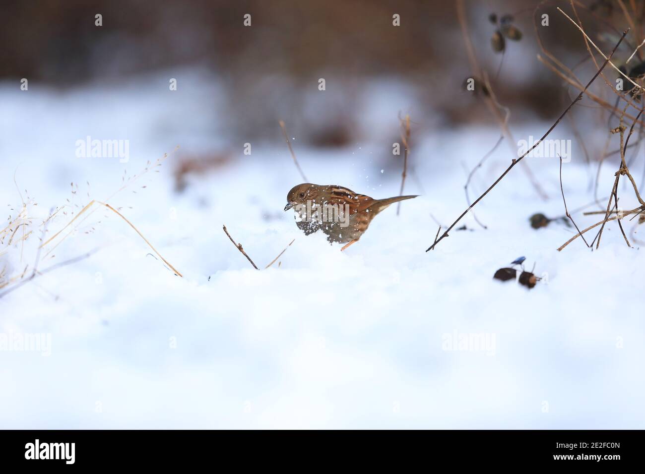 Accentor Prunella rubida (japonais) au Japon Banque D'Images