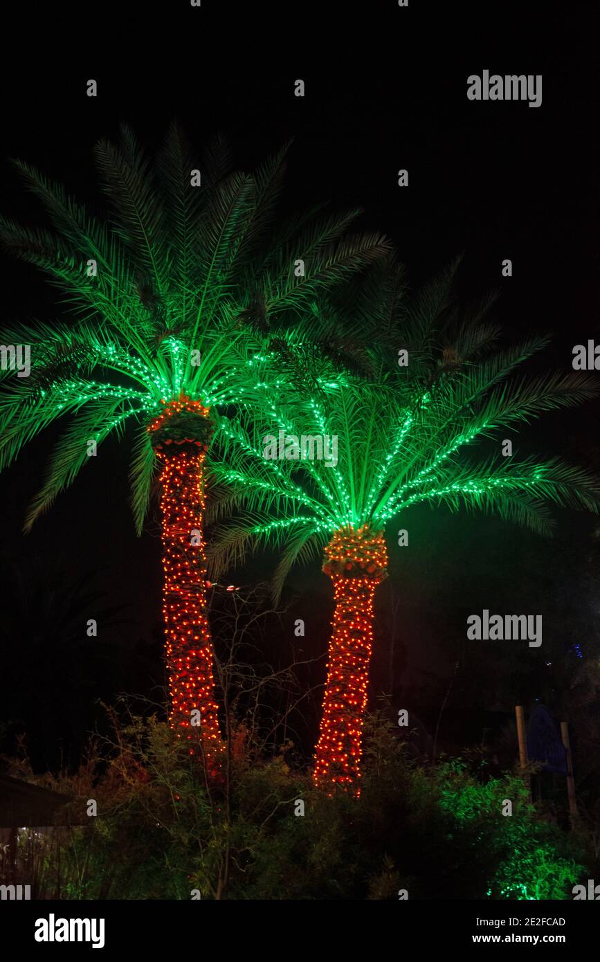 Écran lumineux Palm Tree Banque D'Images
