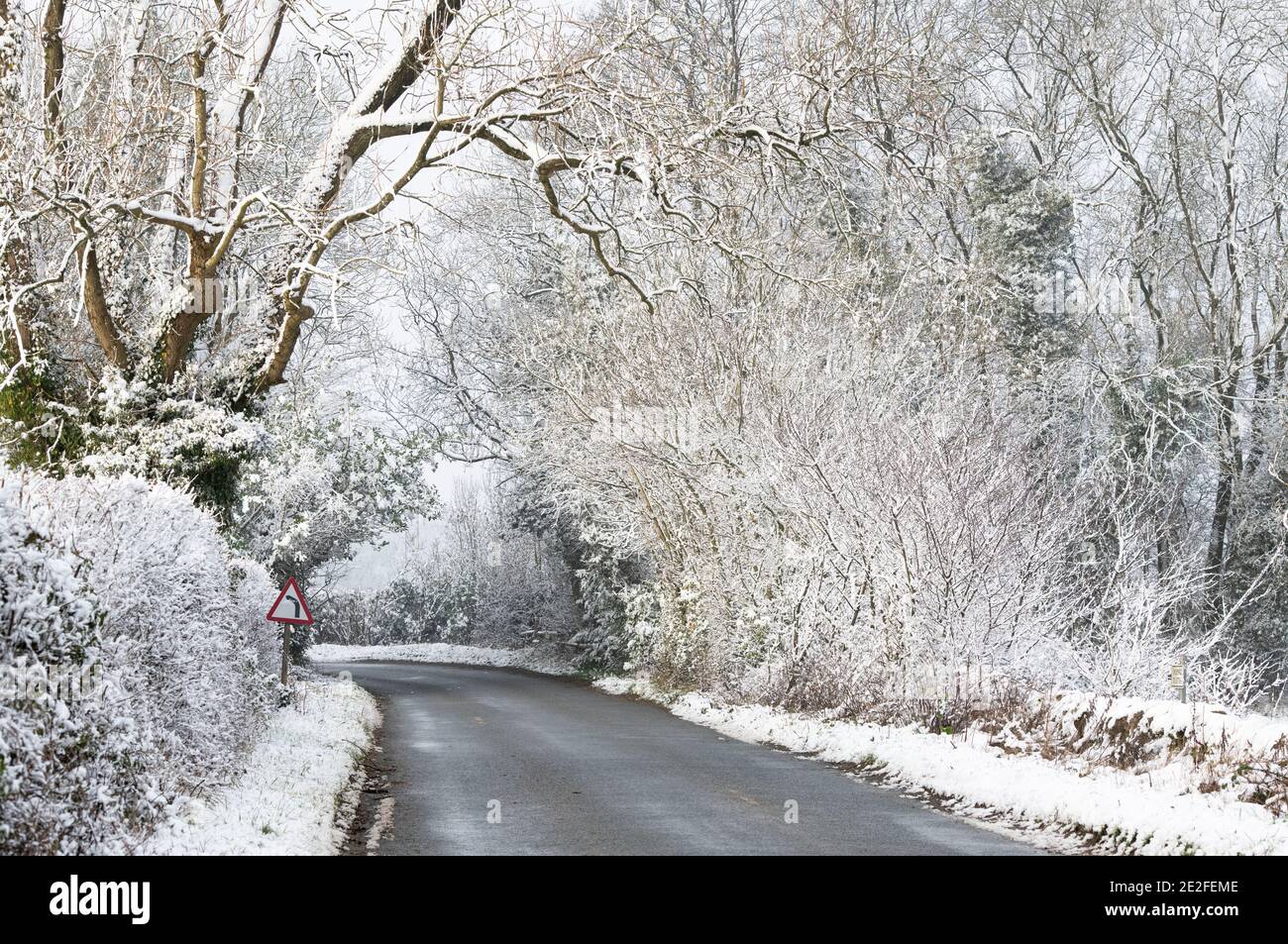 Route bordée d'arbres enneigée en décembre. Près de Chipping Campden, Cotswolds, Gloucestershire, Angleterre Banque D'Images