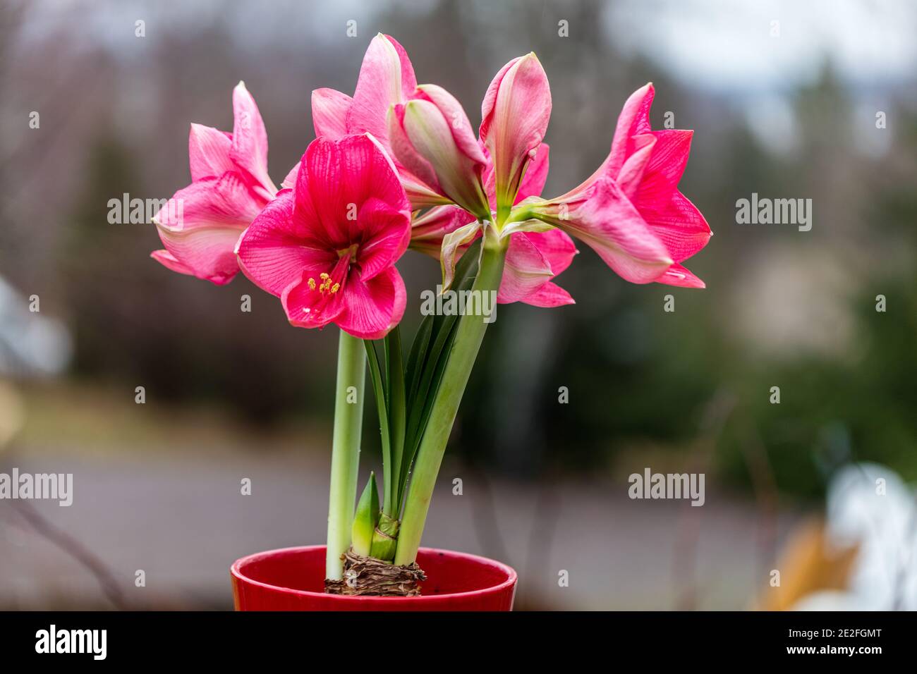 Amaryllis, Amaryllis (Hippeastrum x hortorum) Banque D'Images
