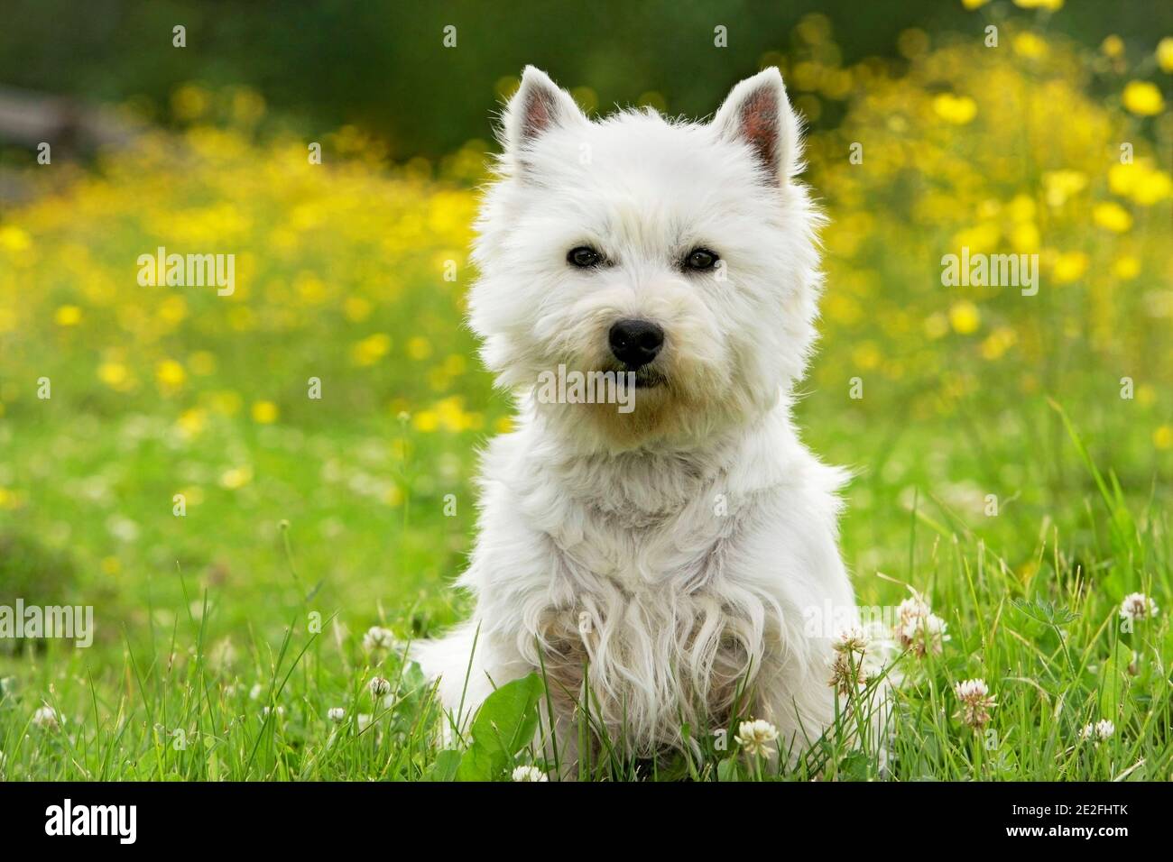 West Highland White Terrier, homme assis dans un pré de fleurs. Banque D'Images