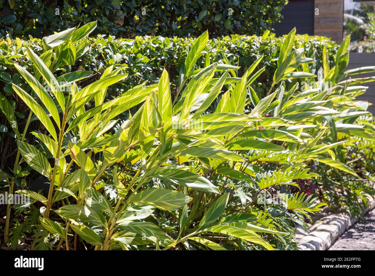 Gingembre en écaille variégée alpinia zerumbet plante dans un tropical de Sydney garden,NSW,Australie Banque D'Images