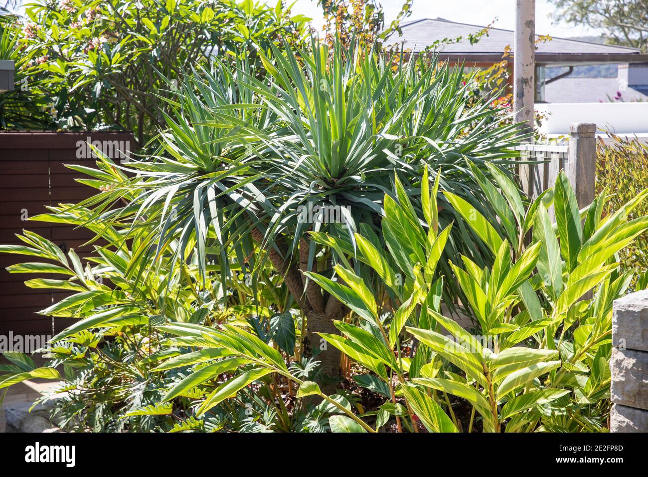 Jardin de Sydney avec plantes vertes luxuriantes, Australie Banque D'Images