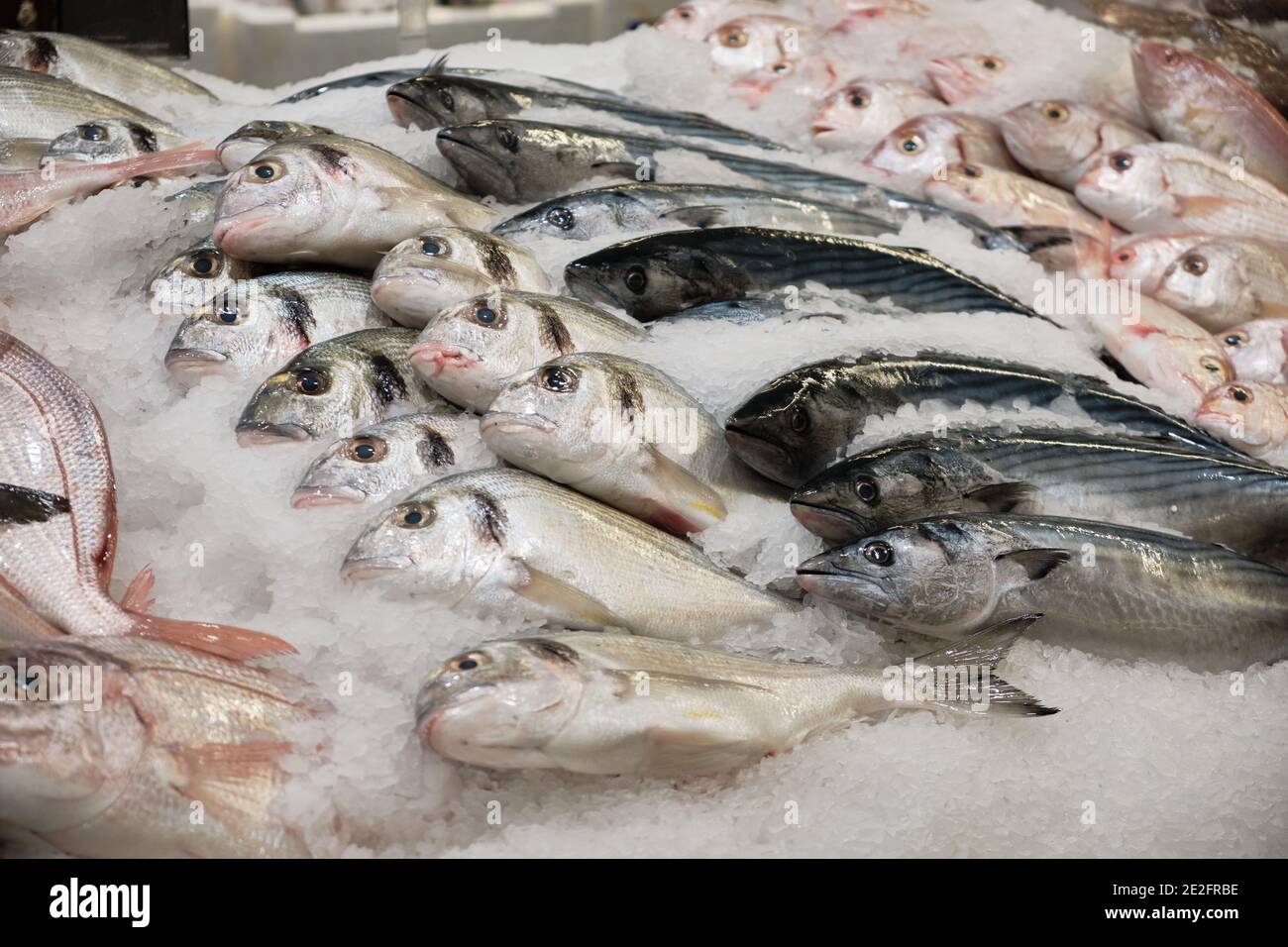 Poisson frais sur glace. Thon Bonito, dorado et autres poissons de mer sur la cale de la poissonnière Banque D'Images