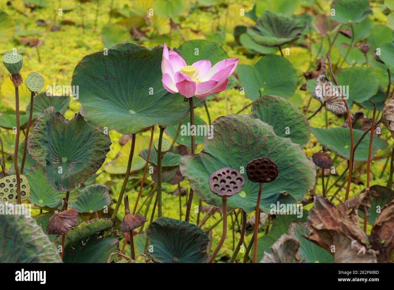 Nelumbo nucifera Gaertn, Nelumbonacea. Fleur de lotus sur fond sombre. lotus rose dans le jardin Banque D'Images