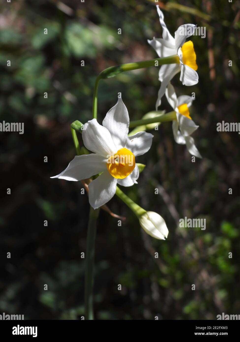 Fleurs et bourgeons d'une fleur sauvage Narcisse en gros plan sur un arrière-plan flou Banque D'Images