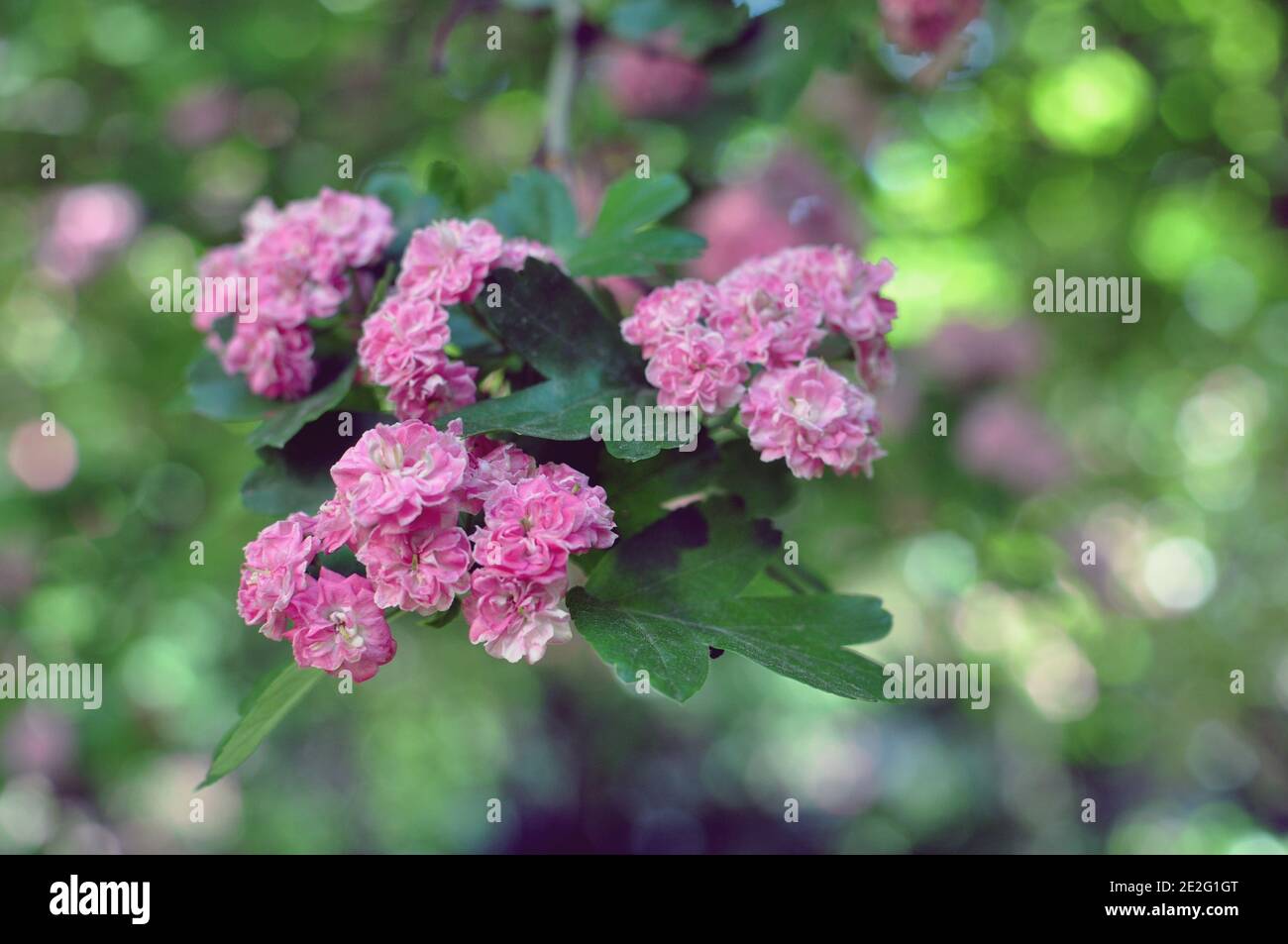 Magnifique sakura de cerisiers en fleurs au printemps, mise au point sélective Banque D'Images