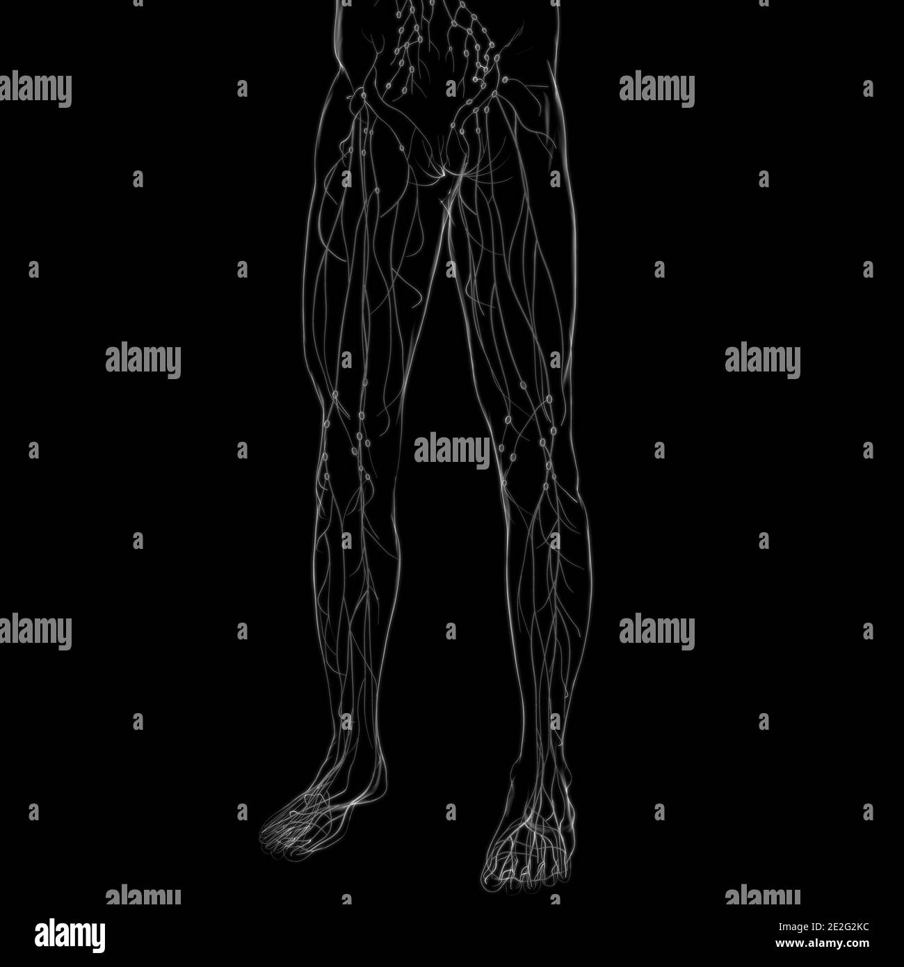 Human lymphe Nodes Anatomy for Medical concept 3D Illustration Banque D'Images