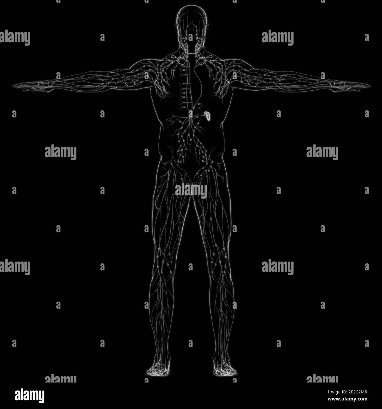 Human lymphe Nodes Anatomy for Medical concept 3D Illustration Banque D'Images