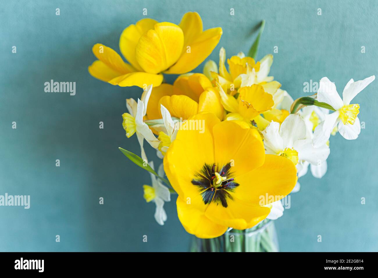 Bouquet de printemps de tulipes et jonquilles jaunes sur fond turquoise. Banque D'Images