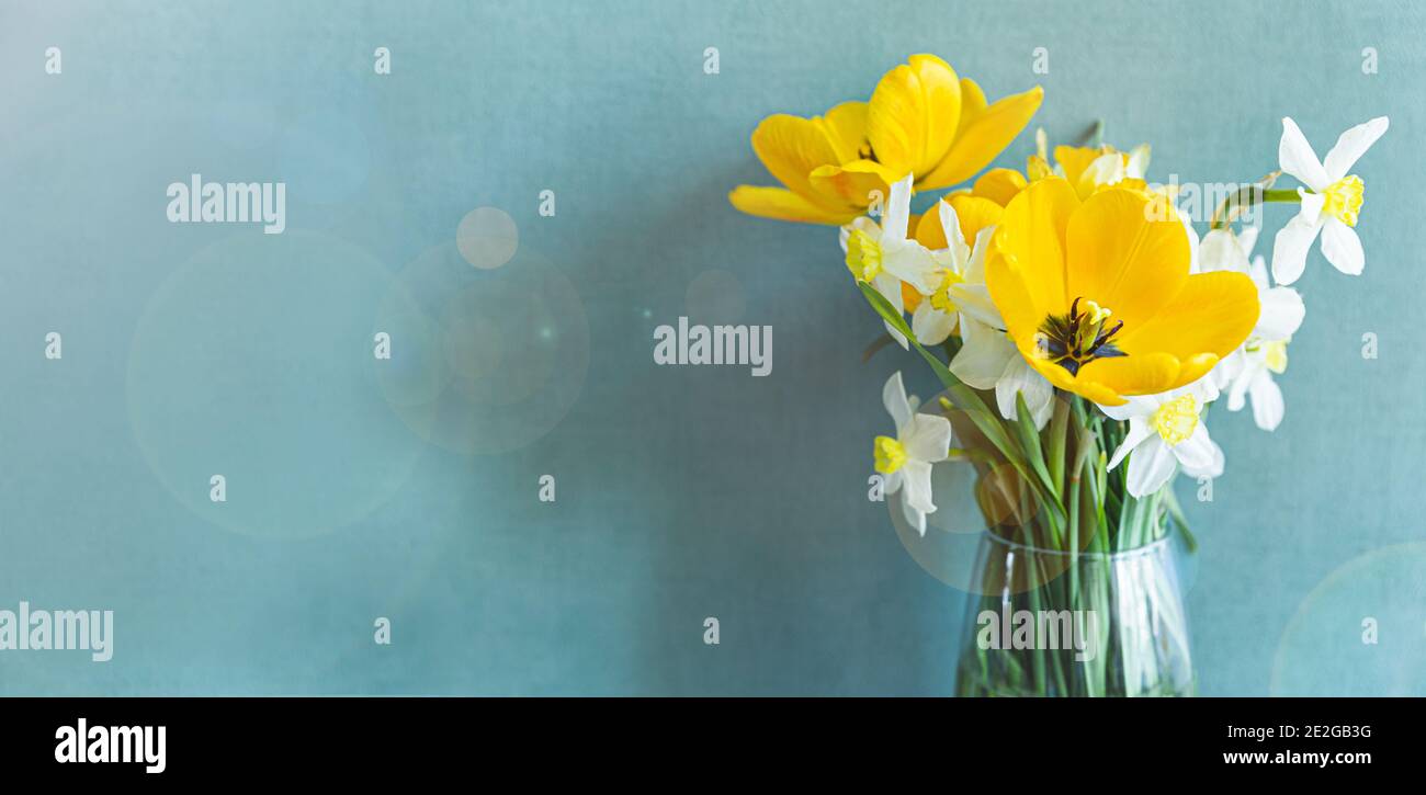 Bouquet de printemps de tulipes et jonquilles jaunes sur fond turquoise. Banque D'Images