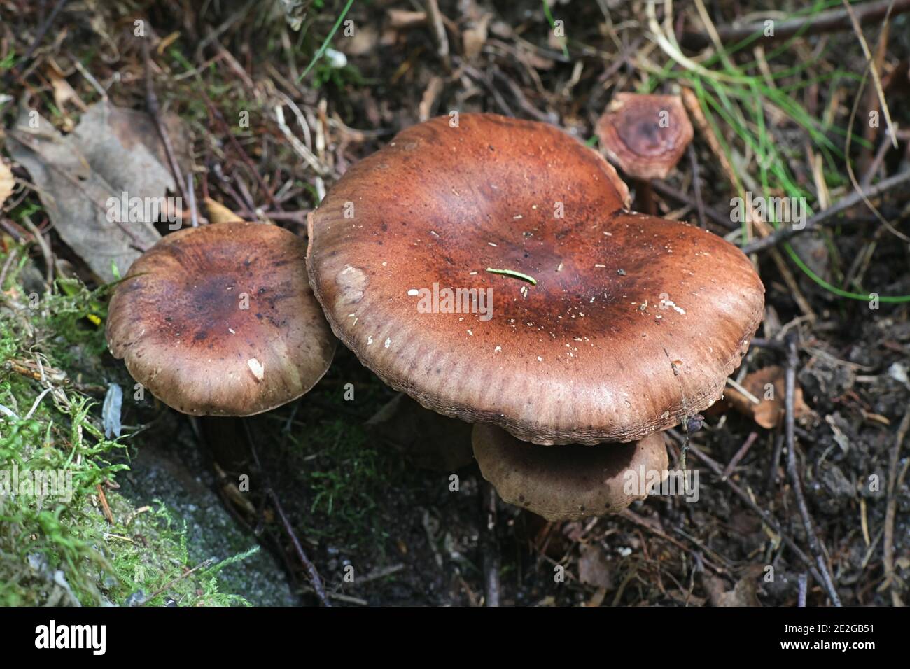 Chevalier de bouleau, Tricholoma fulvum, champignon sauvage de Finlande Banque D'Images