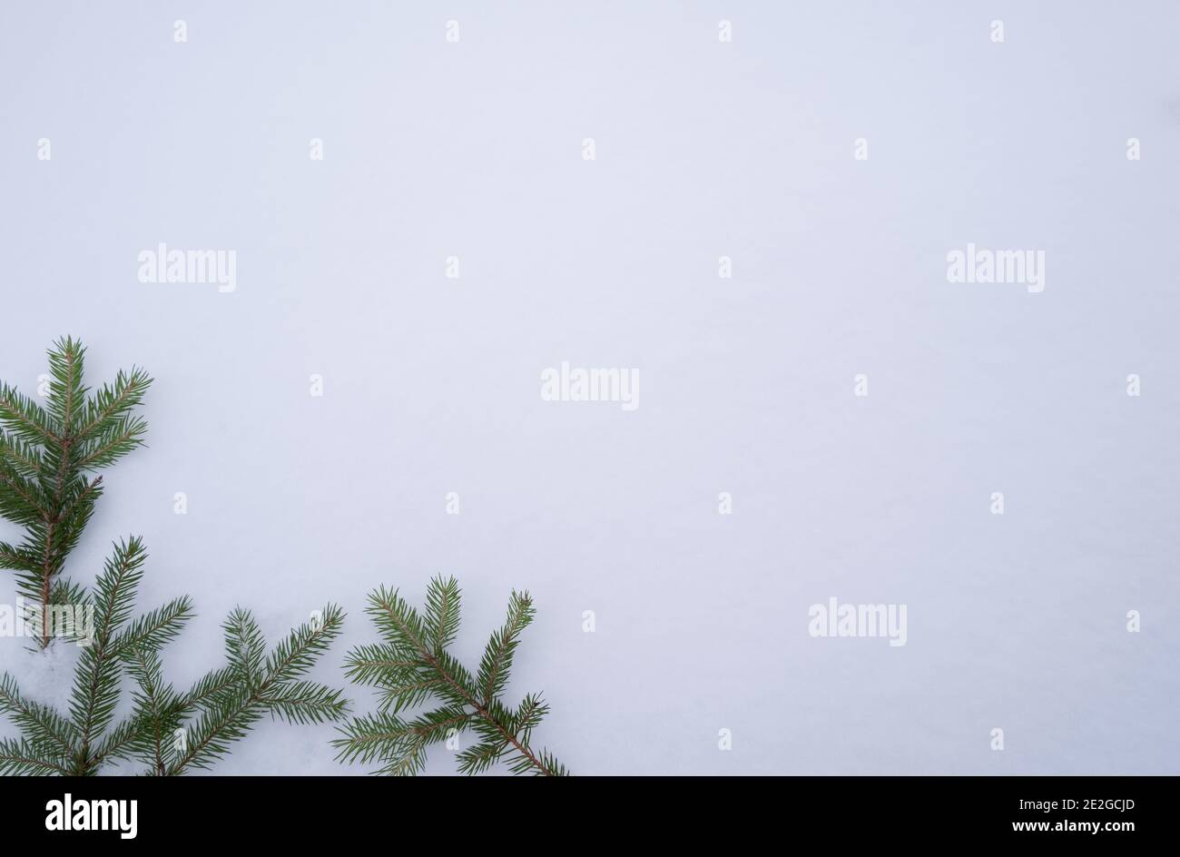 Branches d'épinette verte sur la neige blanche arrière-plan hiver bordure de coin.Arrière-plan de Noël avec branches de sapin par temps froid. Banque D'Images