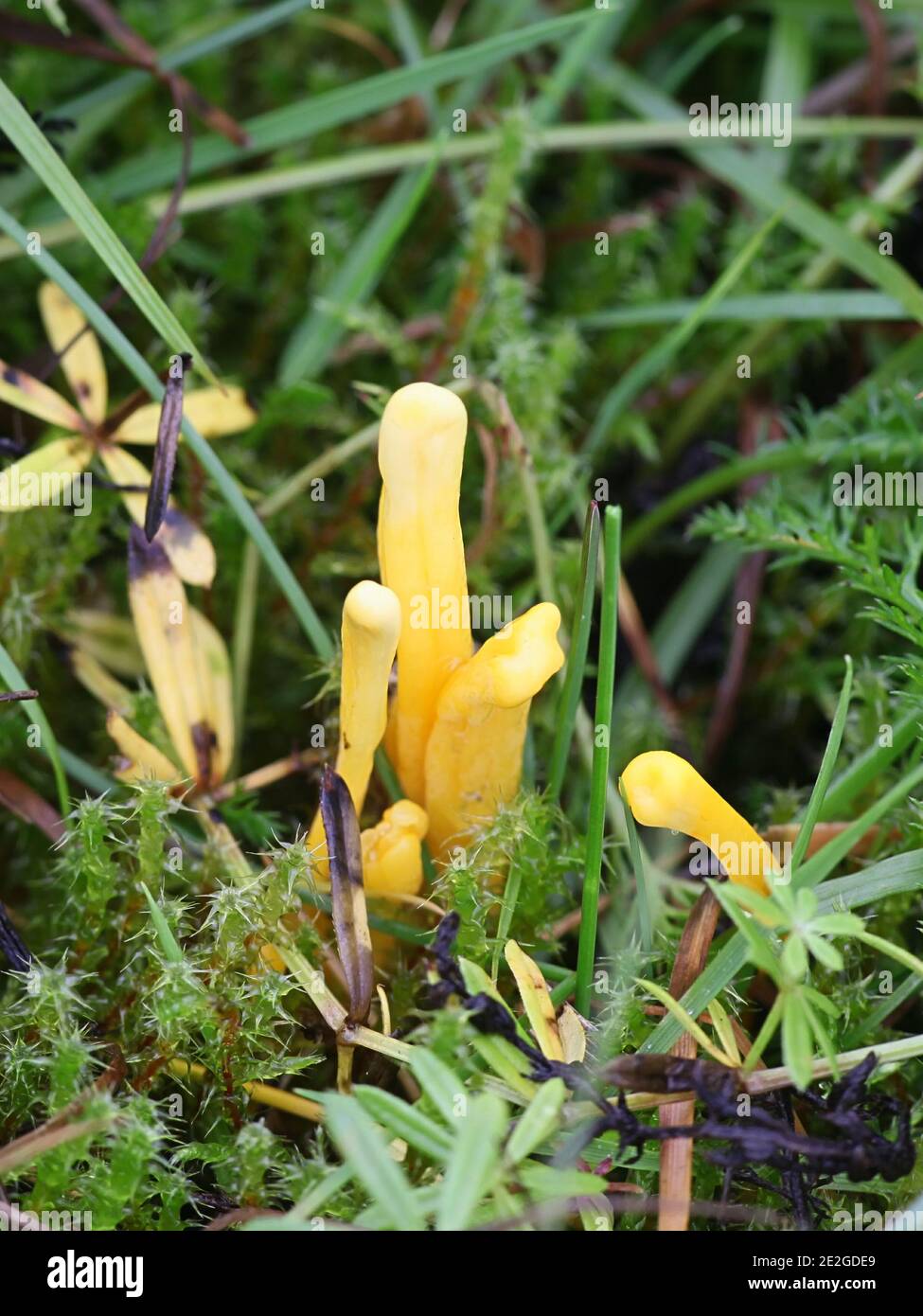 Clavulinopsis laeticolor, connu sous le nom de beau club champignon, champignon sauvage de Finlande Banque D'Images