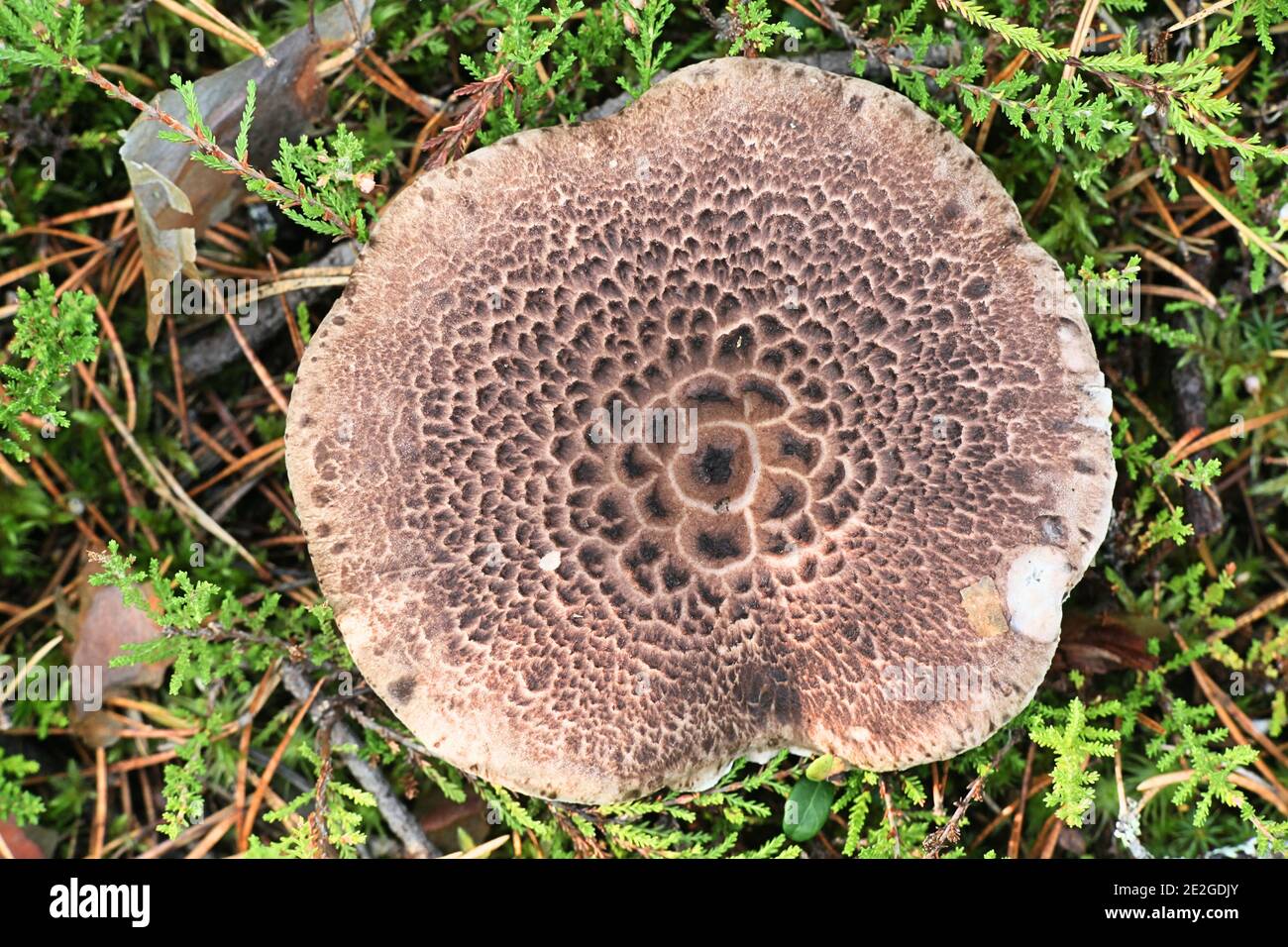 Sarcodon squamosus, également appelé Hydnum squamosum, communément appelé champignon des dents squameuses, champignon sauvage de Finlande Banque D'Images