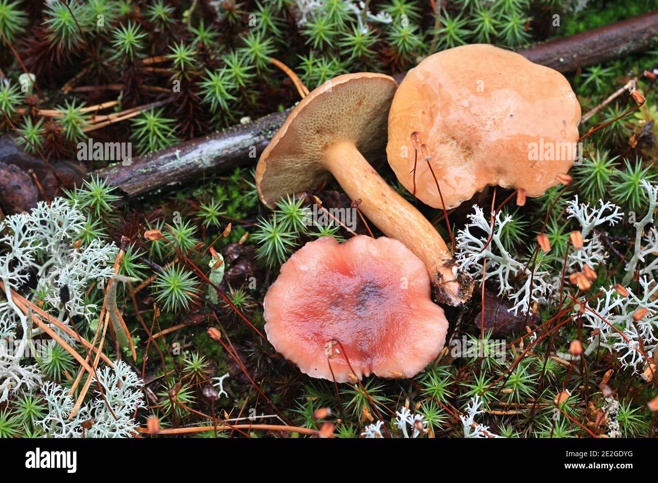 Gomphidius roseus, la pointe rosée et Suillus bovinus, le bolete bovin, champignons sauvages de Finlande Banque D'Images