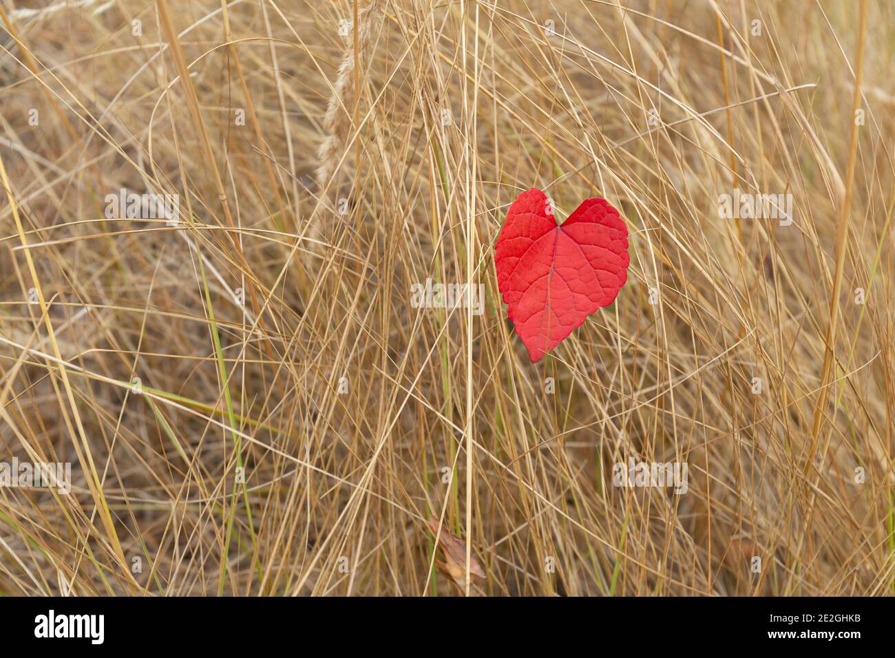 Cœur rouge en forme de feuille d'automne dans une grande herbe sèche Banque D'Images