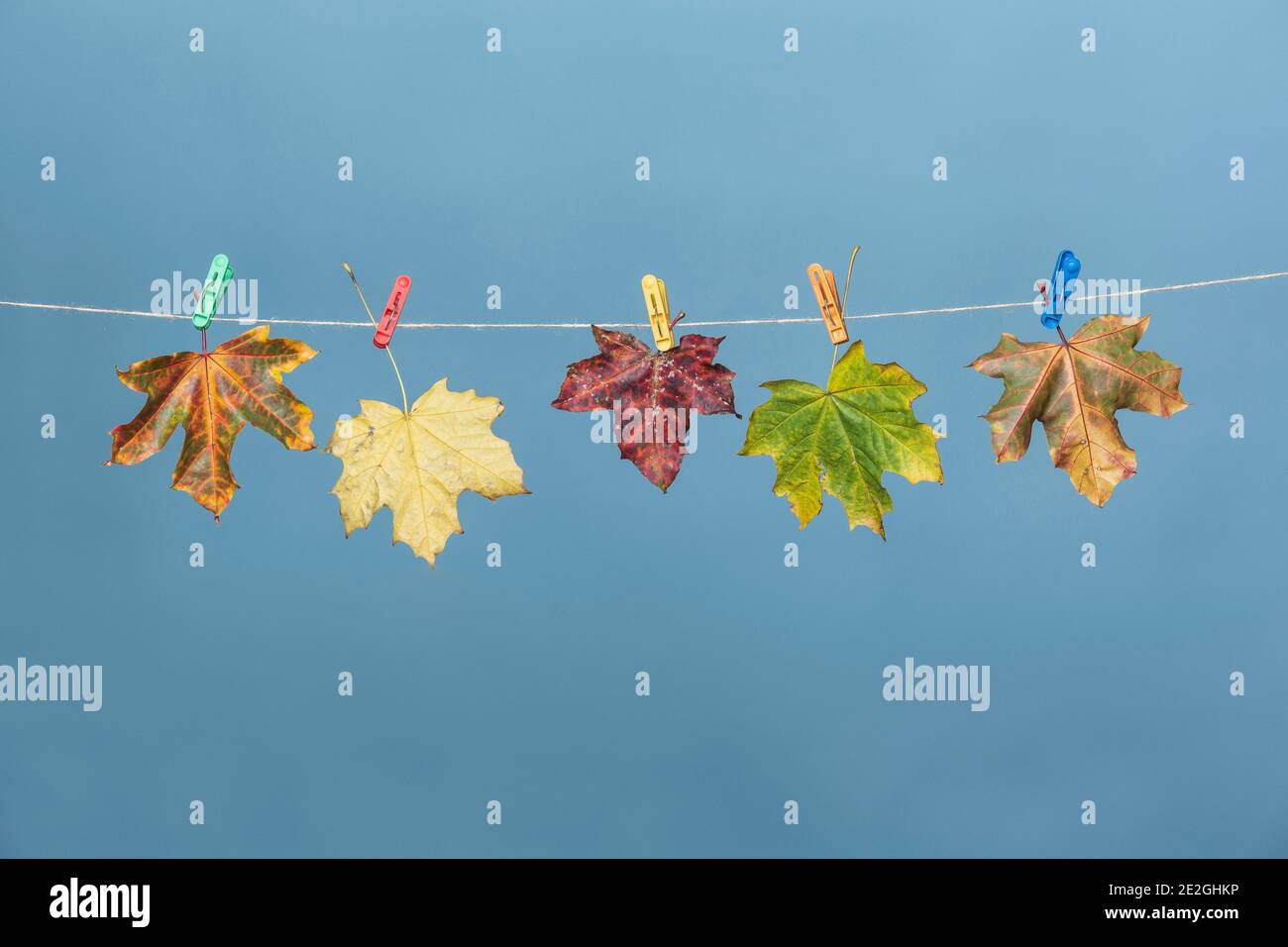 Feuilles d'automne colorées accrochées à la corde à linge Banque D'Images