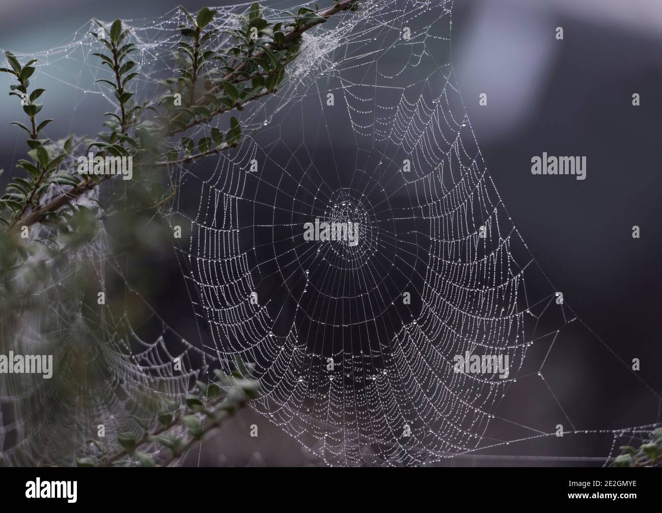 L'araignée de jardin, Araneus diadematus, un matin d'automne sur une toile d'araignée recouverte de rosée Banque D'Images