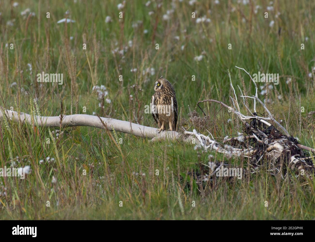 Hibou à éperon court, ASIO flammeus, perchée sur du bois de grève, dans un marais salé, Morecambe Bay, Royaume-Uni Banque D'Images