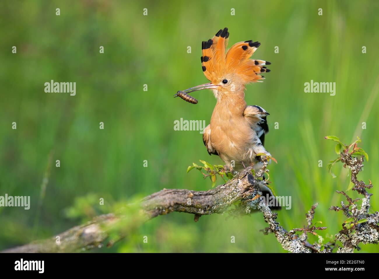 Hoopoe eurasien assis sur la brousse au printemps nature Banque D'Images