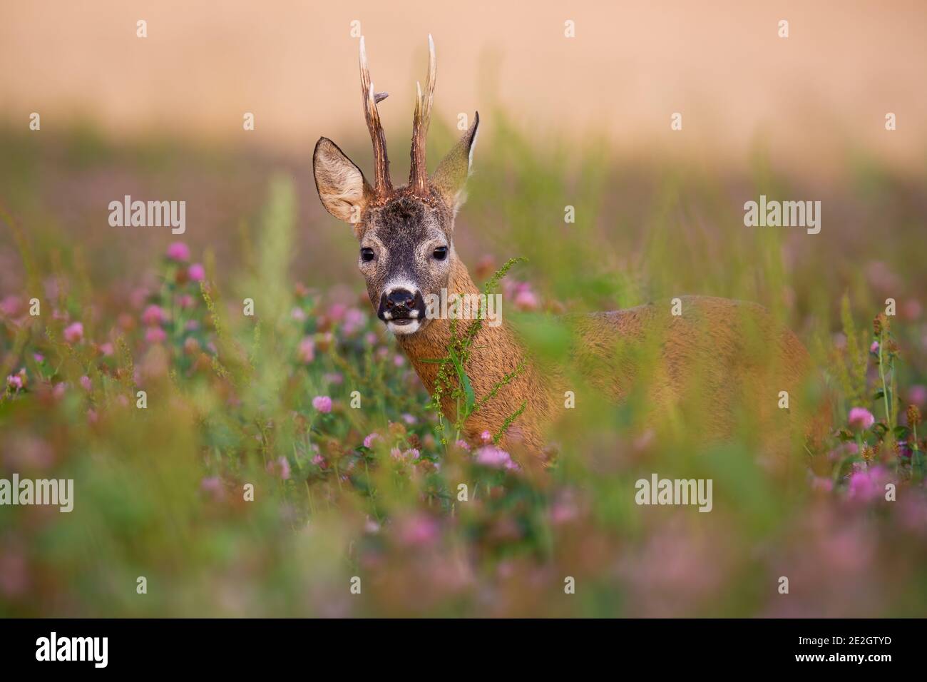 Le buck caché de chevreuil qui regarde le champ de trèfle en fleur dedans nature estivale Banque D'Images