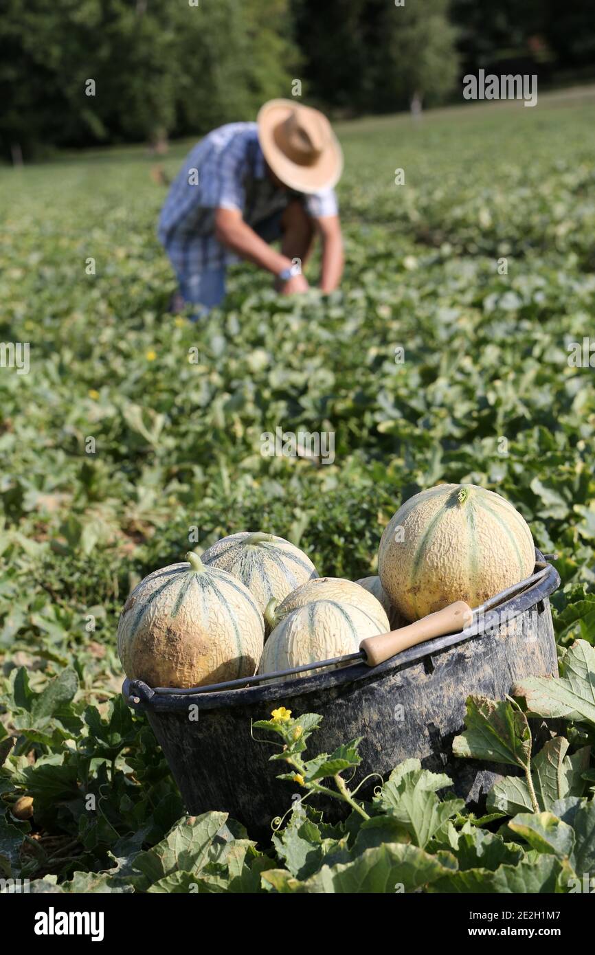 Melon français récolté à Montcuq-en-Quercy-blanc (sud-ouest de la France): PGI “Melon du Quercy”, indication géographique protégée. Mûr cueilli à la main m Banque D'Images