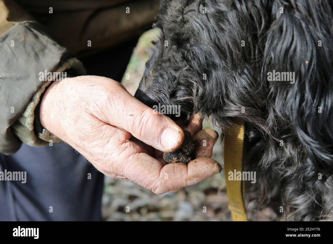Récolte de truffes noires (tuber melanosporum) de la région du Périgord. Truffe dans une main et chien de chasse à la truffe Banque D'Images