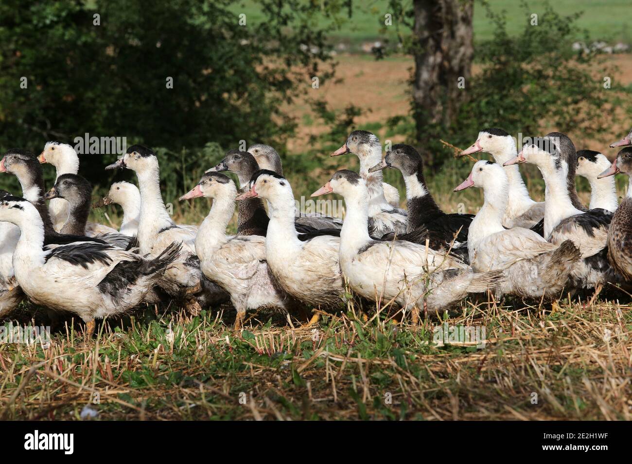Canards à aire libre pour la production de foie gras Banque D'Images