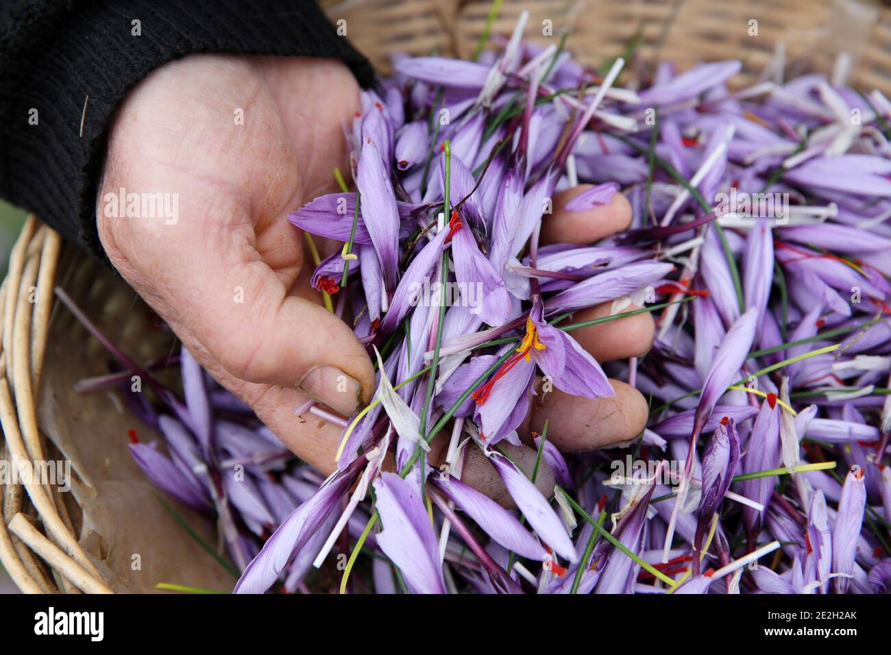 Le safran de Quercy. Récolte, élagage et séchage : fleurs de safran, Crocus sativus Banque D'Images