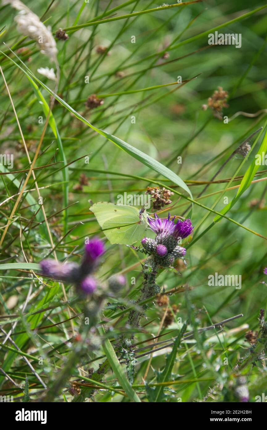 Papillon en pierre d'honneur sur fleur de chardon de marais. Banque D'Images