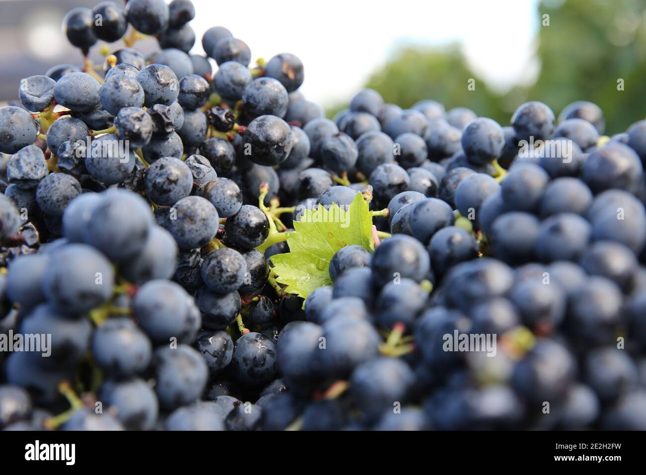 Bouquet de raisins dans un seau de récolte, cueillette à la main dans les vignobles de Cahors. Banque D'Images Bouquet de raisins dans un seau de récolte, cueillette à la main dans les vignobles de Cahors. Banque D'Images