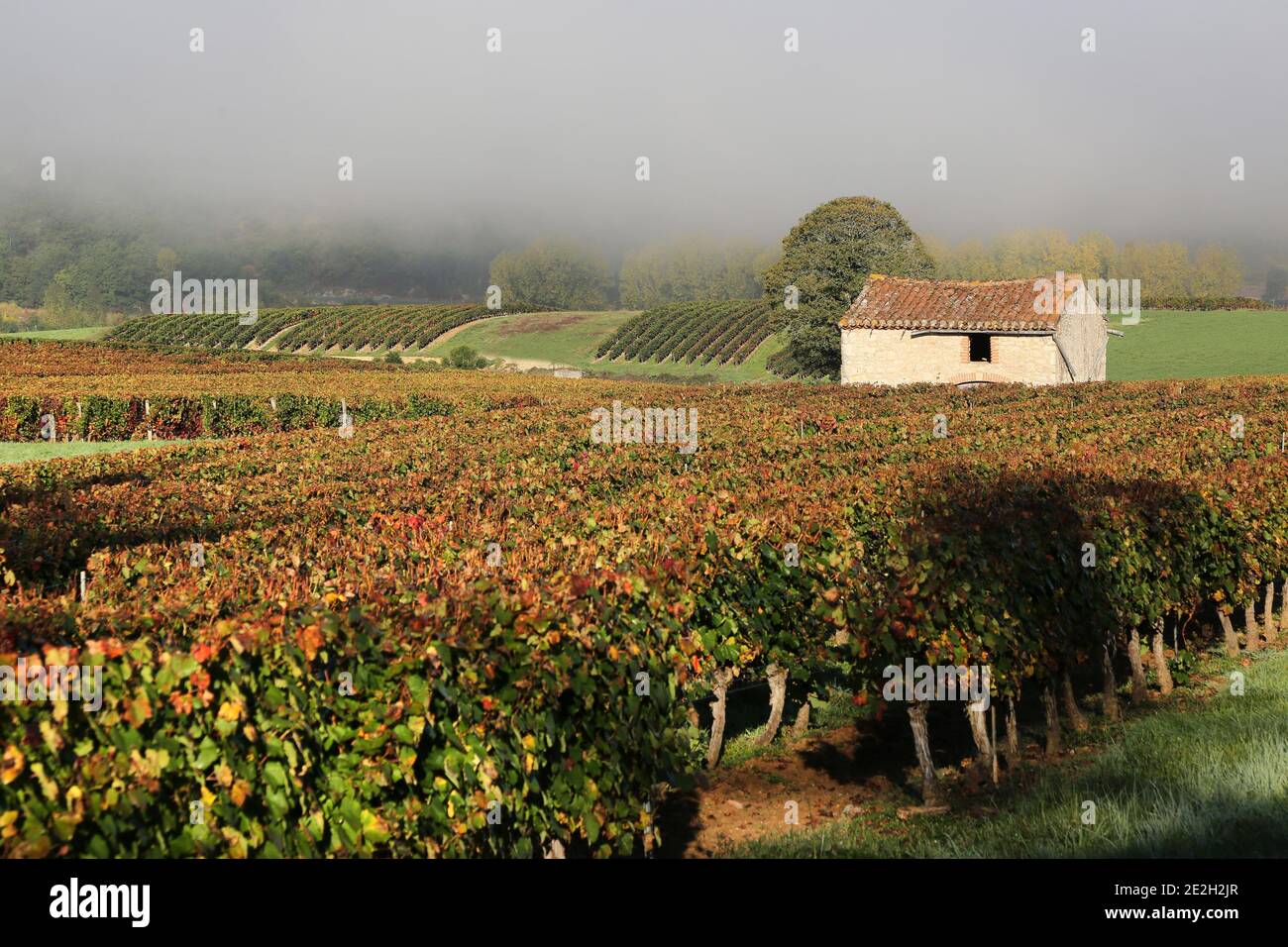 Albas (sud de la France) : paysage de vignobles et cabane traditionnelle au milieu d'un vignoble PDO Cahors. Banque D'Images