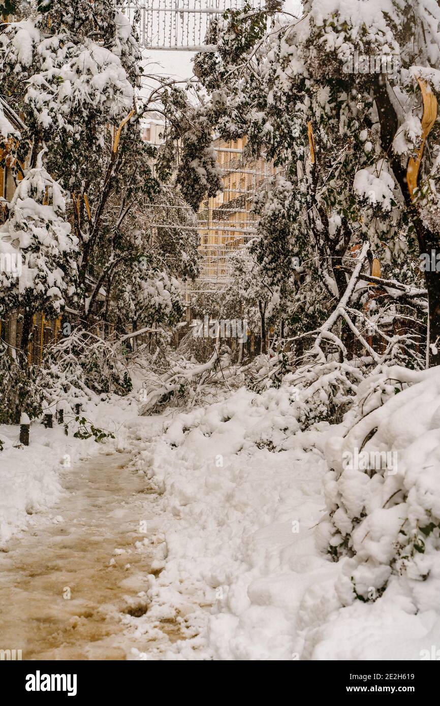 Les arbres se sont effondrés dans les rues centrales de Madrid, sous le poids de la neige pendant la tempête Filomena Banque D'Images
