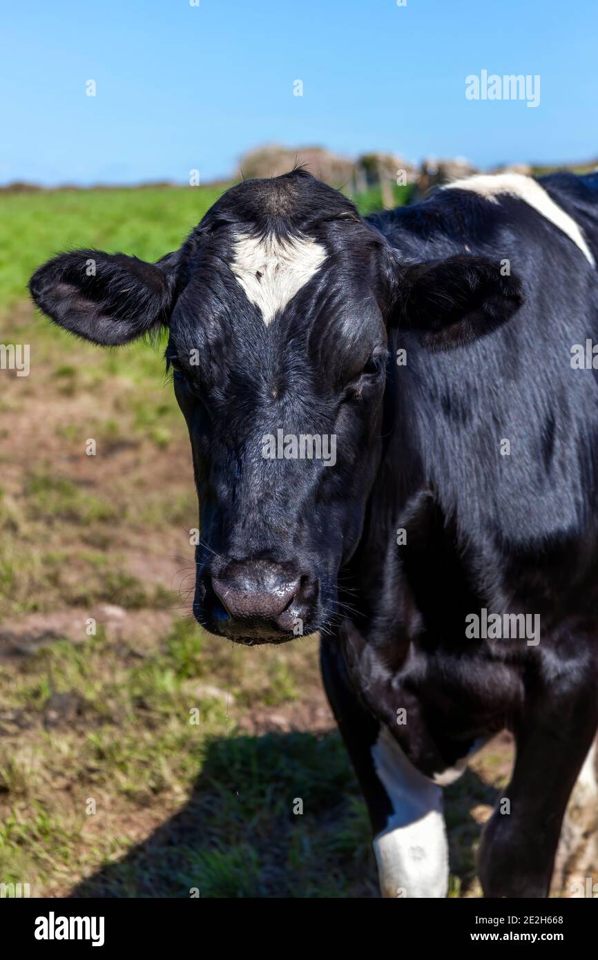 Holstein visage de vache de Frise portrait dans un champ de pâturage de bétail agricole laitier avec un ciel bleu, photo de stock image Banque D'Images