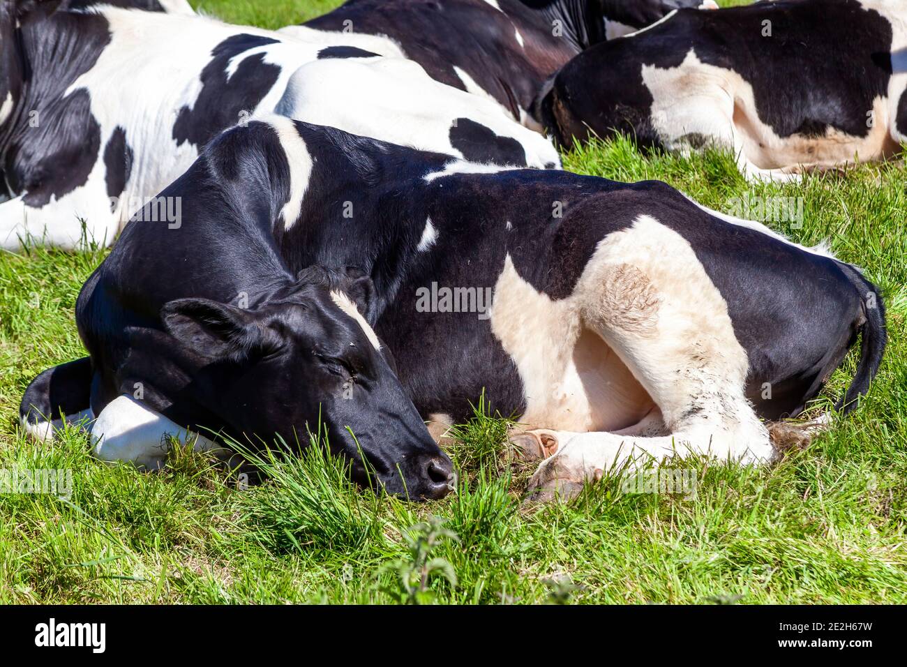 Holstein vache fronésienne se coucher dans une laiterie agricole champ de pâturage de bétail avec une image de stock de ciel bleu Banque D'Images