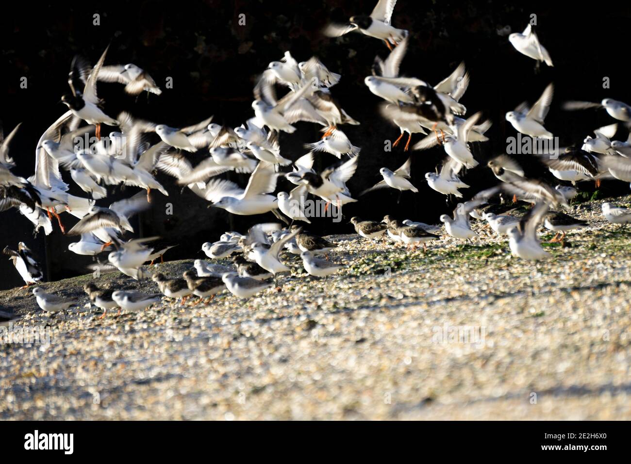 Oiseaux de mer sur une plage en vol Banque D'Images
